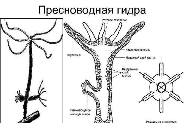 Kraken onion зеркала 2024